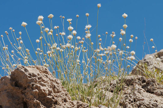 Image of Cephalaria stellipilis Boiss.