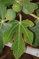 Imagem de Ficus carica L.