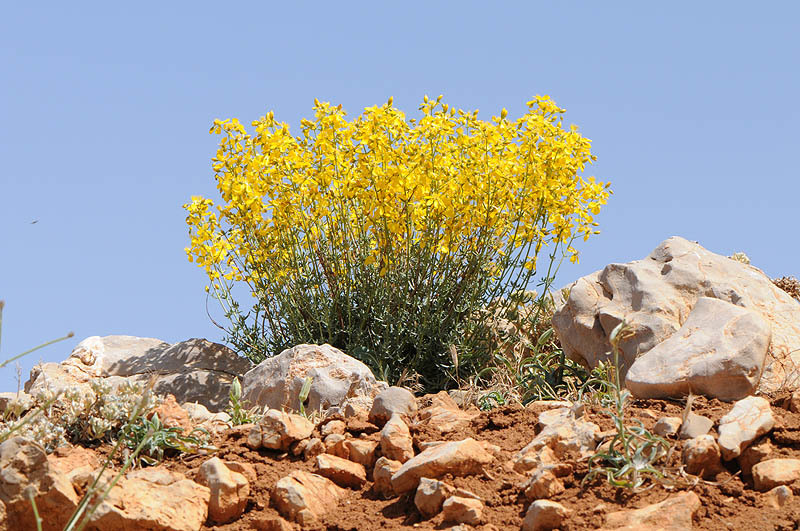 Sivun Hypericum libanoticum Robson kuva