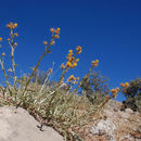 Image of Centaurea onopordifolia Boiss.