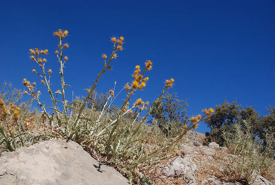 Image of Centaurea onopordifolia Boiss.