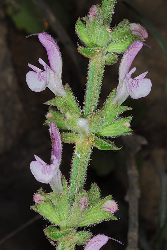 Imagem de Salvia hierosolymitana Boiss.