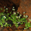 Image of Saxifraga hederacea L.