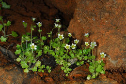 Sivun Saxifraga hederacea L. kuva