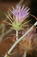 Image of Ptilostemon diacantha (Labill.) Greuter