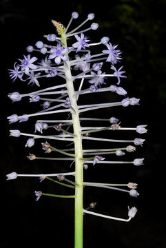 Image of Scilla madeirensis Menezes