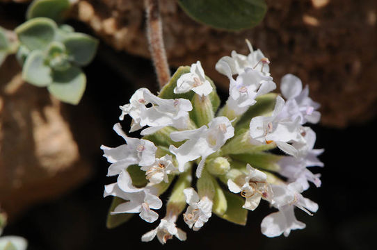 Image of Ziziphora clinopodioides Lam.