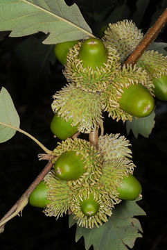 Image of Chestnut-leaved Oak