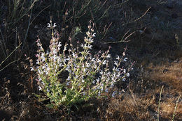 Image of Salvia palaestina Benth.