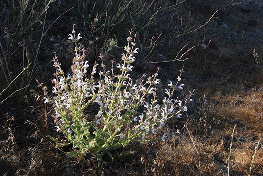 Image of Salvia palaestina Benth.