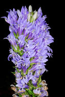 Слика од Lobelia siphilitica L.