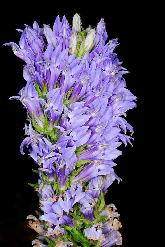 Image of blue cardinal flower