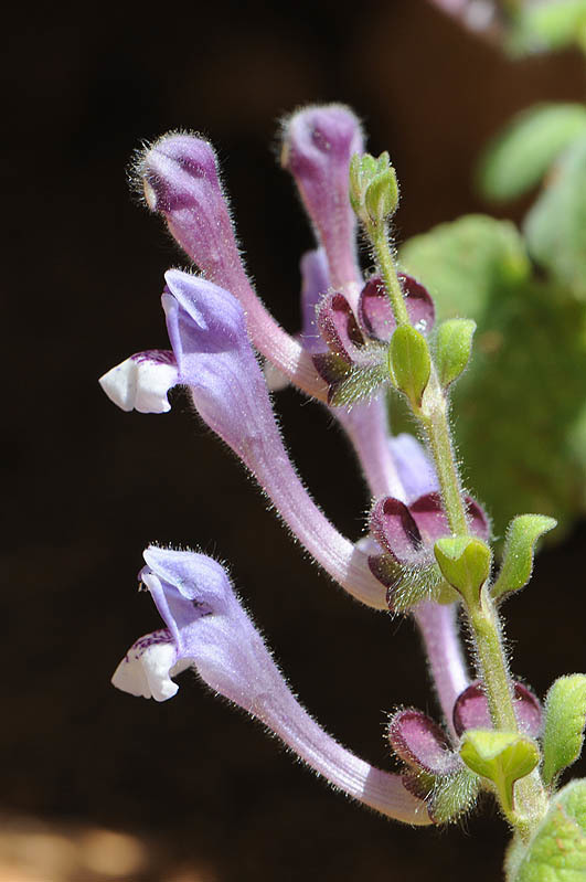 Image of Scutellaria brevibracteata Stapf