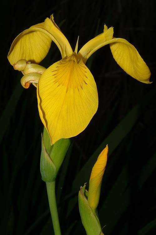 Image of yellow flag, yellow iris