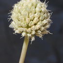 Image of Allium trachycoleum Wendelbo