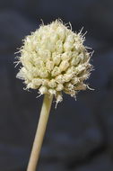 صورة Allium trachycoleum Wendelbo