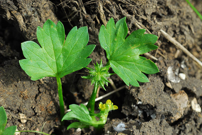 Image de Ranunculus muricatus L.