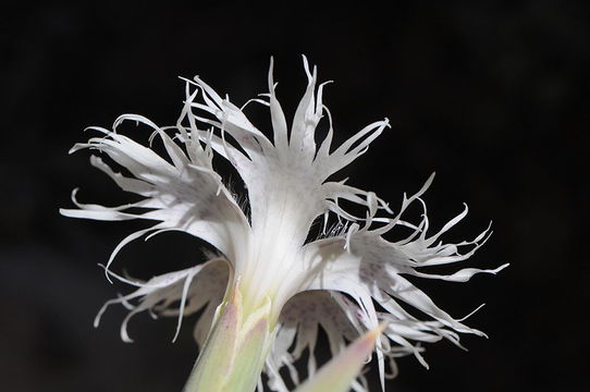 Image of Dianthus libanotis Labill.