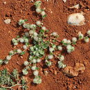 Image of Trifolium pilulare Boiss.