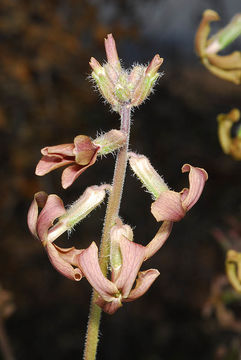 Image of Hesperis pendula DC.