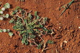 Imagem de Astragalus hamosus L.