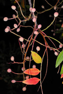 Image of Mt. Atlas mastic tree