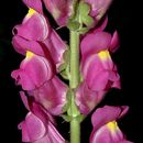 Image of <i>Antirrhinum majus</i> ssp. <i>tortuosum</i>