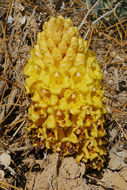 Image of Desert hyacinth