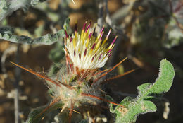 Image of Centaurea aegyptiaca L.