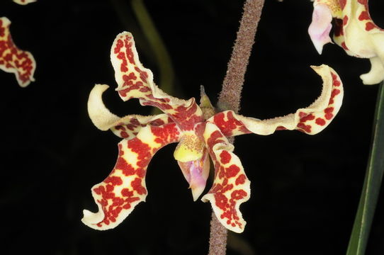 Image of Dimorphorchis lowii (Lindl.) Rolfe