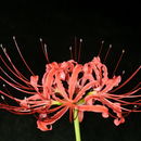 Слика од Lycoris