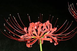 Image of red spider lily