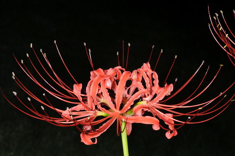 Image of red spider lily