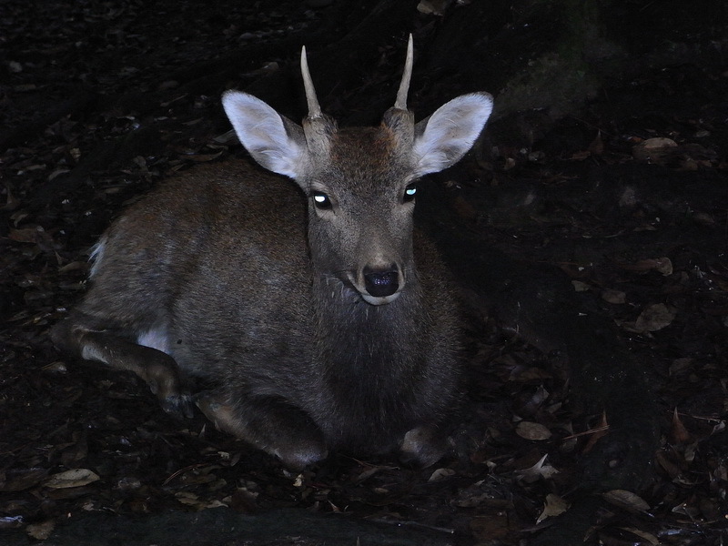 Image of sika deer