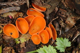 Image of Orange peel fungus