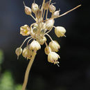 Image of Allium albotunicatum O. Schwarz