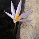 Crocus pallasii Goldb. resmi