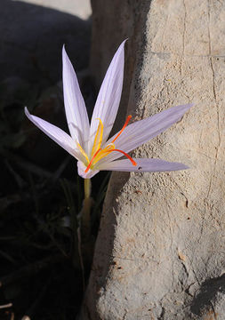 Crocus pallasii Goldb. resmi