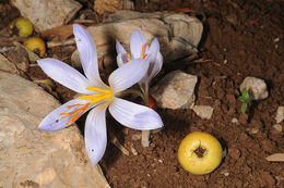 Image of Crocus hermoneus Kotschy ex Maw