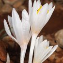 Слика од Colchicum antilibanoticum Gomb.