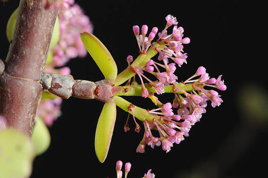 Image of elephant bush