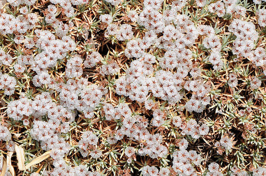 Image of Acantholimon libanoticum Boiss.