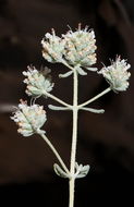 Sivun Teucrium polium L. kuva