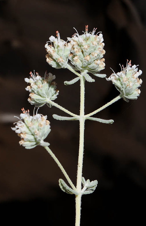 Image of Cat thyme