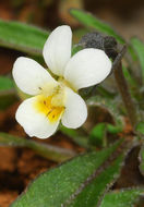 صورة Viola modesta Fenzl