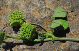 Imagem de Medicago rotata Boiss.