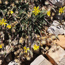 Image of Crepis robertioides Boiss.