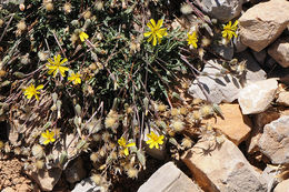 Image of Crepis robertioides Boiss.