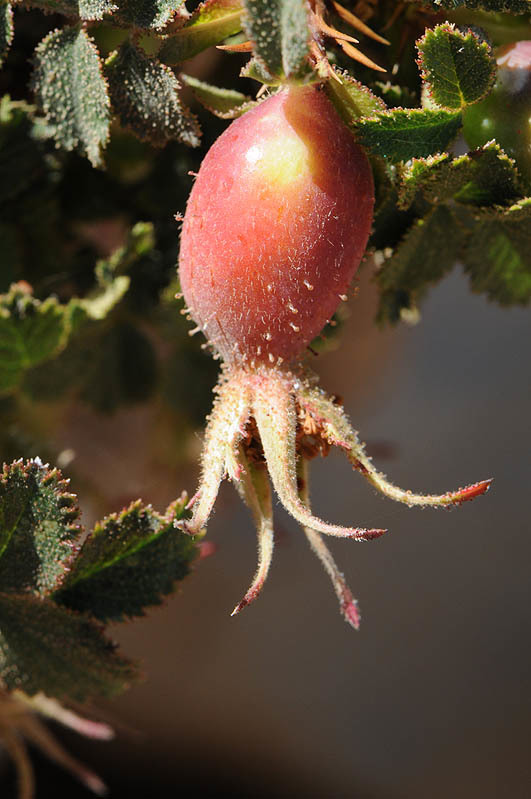 Rosa pulverulenta M. Bieb. resmi