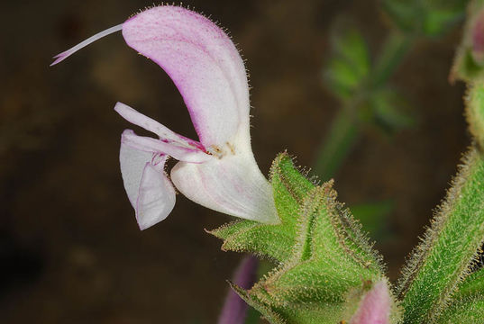 Image of Jerusalem salvia